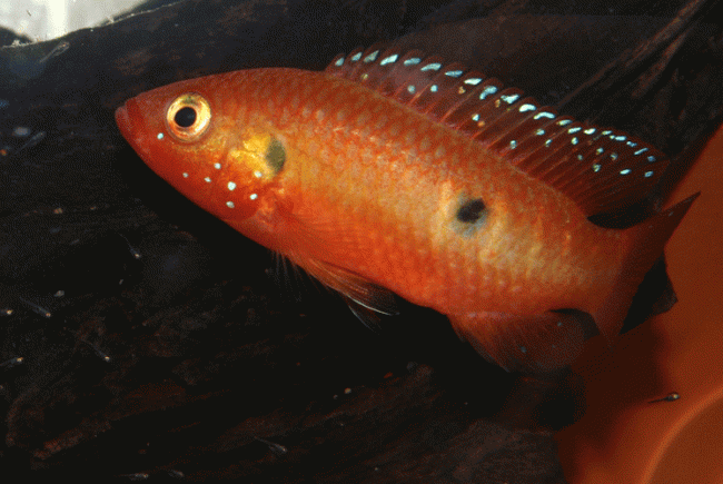 Hemichromis-cf-letourneauxi.gif
