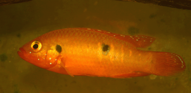 Hemichromis-cf.gif