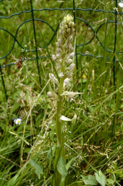 himantoglossum-hircinum-a.1.jpg