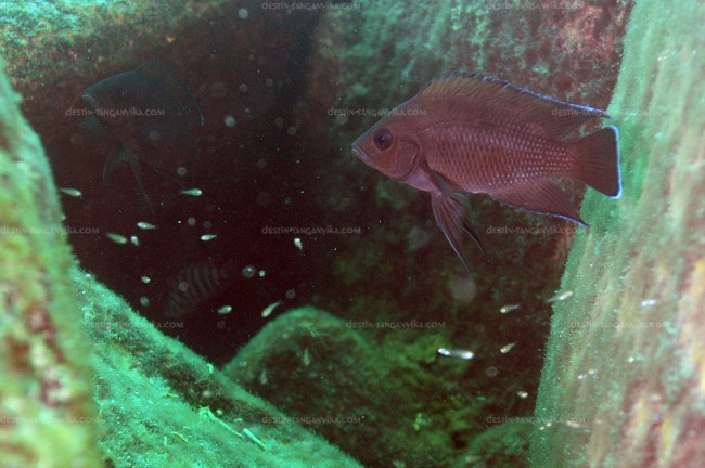 Variabilichromis moorii à Mtosi.