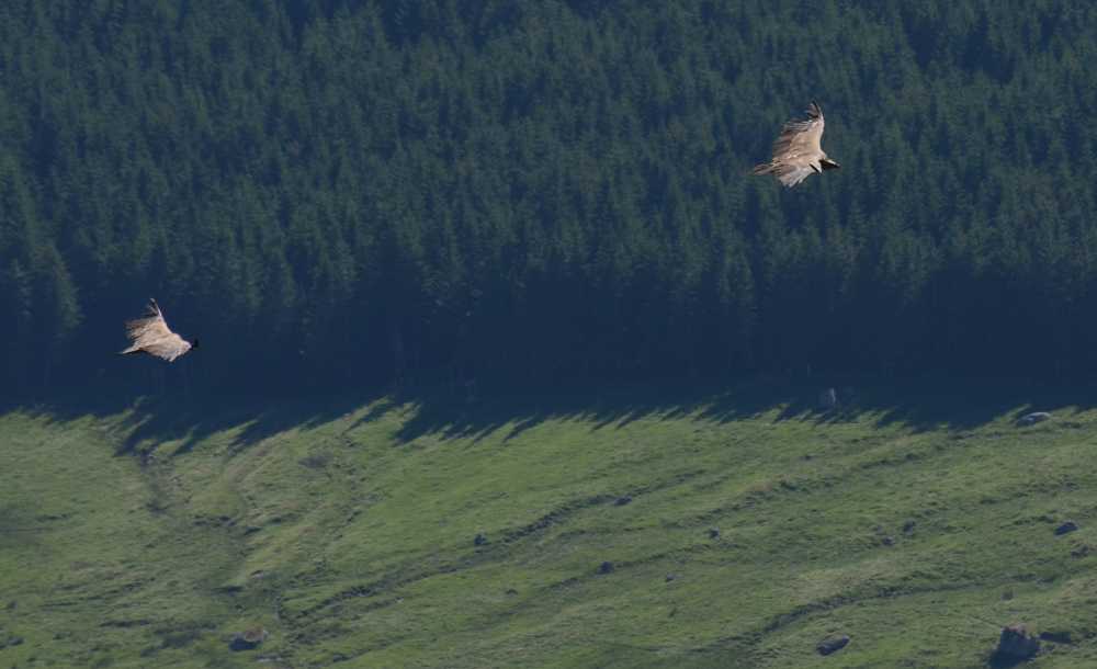 Vautours fauves au Puy de sancy.