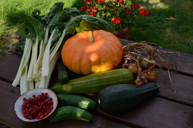 Blettes, Potiron, Concombres, Courgettes, Oignons, Groseilles.