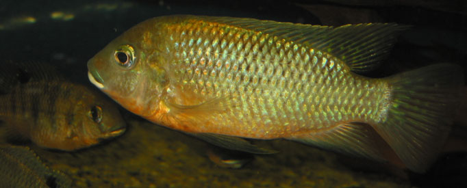 tilapiat.jpg