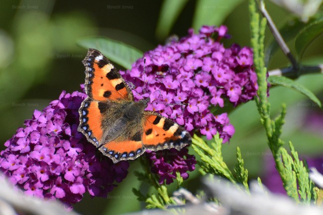 Aglais urticae