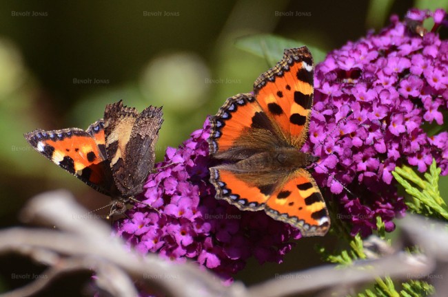 Aglais urticae