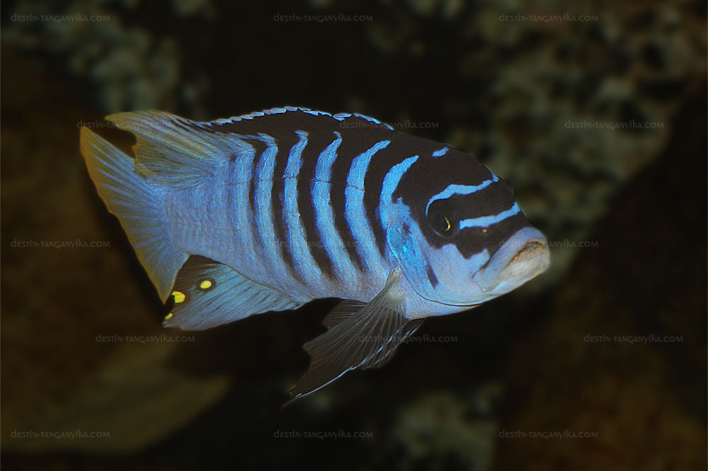 Maylandia sp. &quot;zebra chilumba&quot; Luwino Reef.