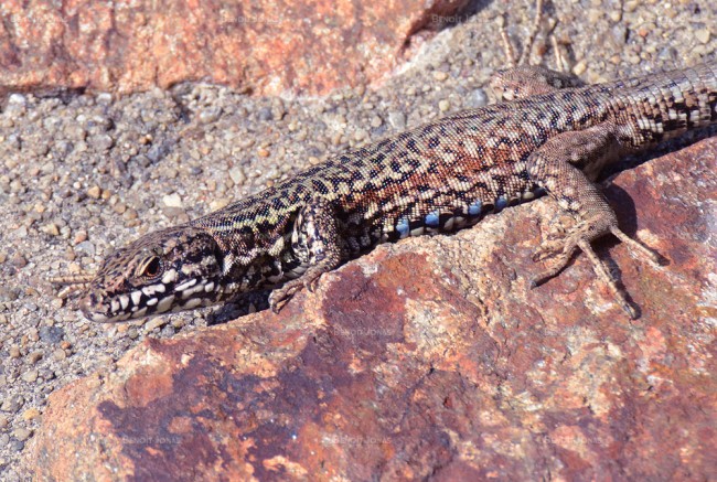 Podarcis muralis.