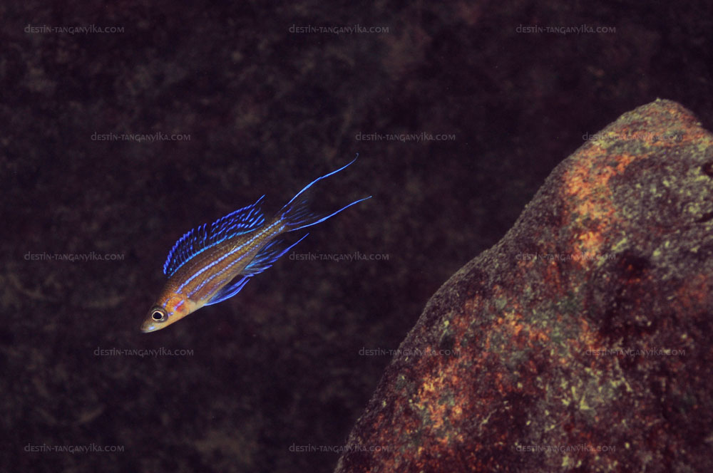 Paracyprichromis nigripinnis à Molwe.