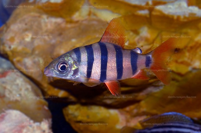 Distichodus sexfasciatus.