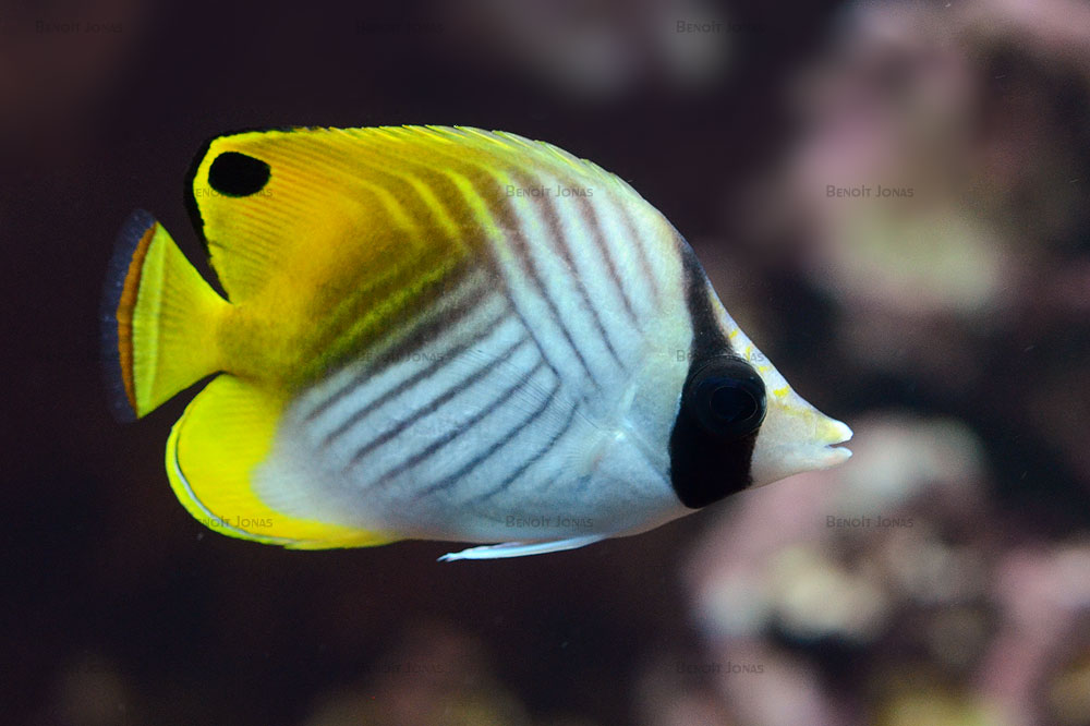 Chaetodon auriga.