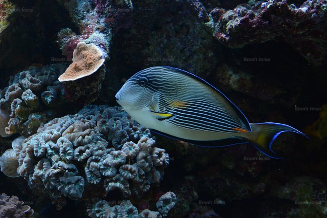 Acanthurus sohal