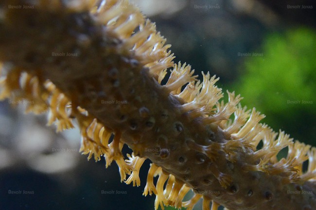 Corail.