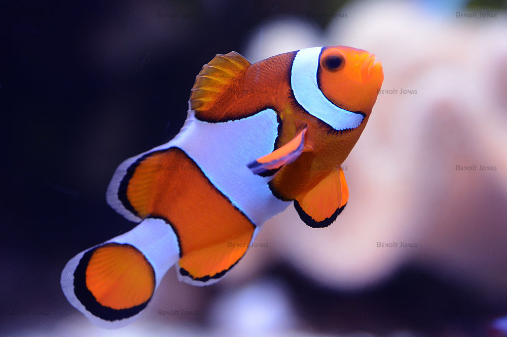 Amphiprion ocellaris.