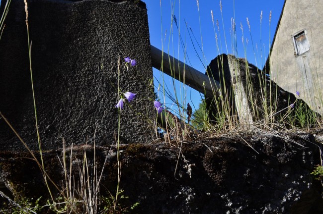 Campanules sur un mur.