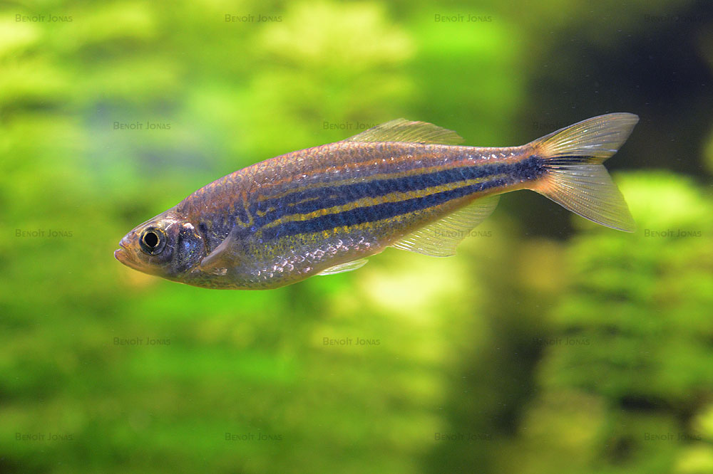 Devario malabaricus