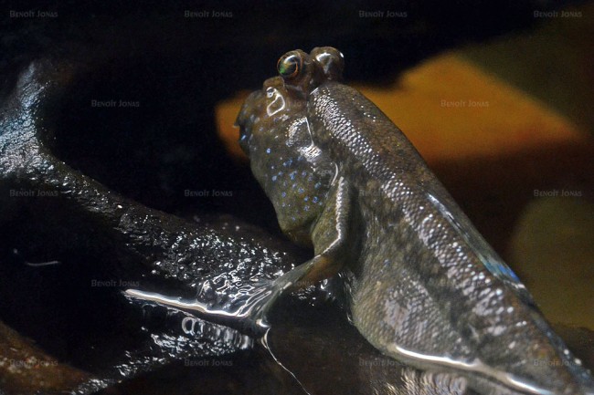 Periophthalmus sp.