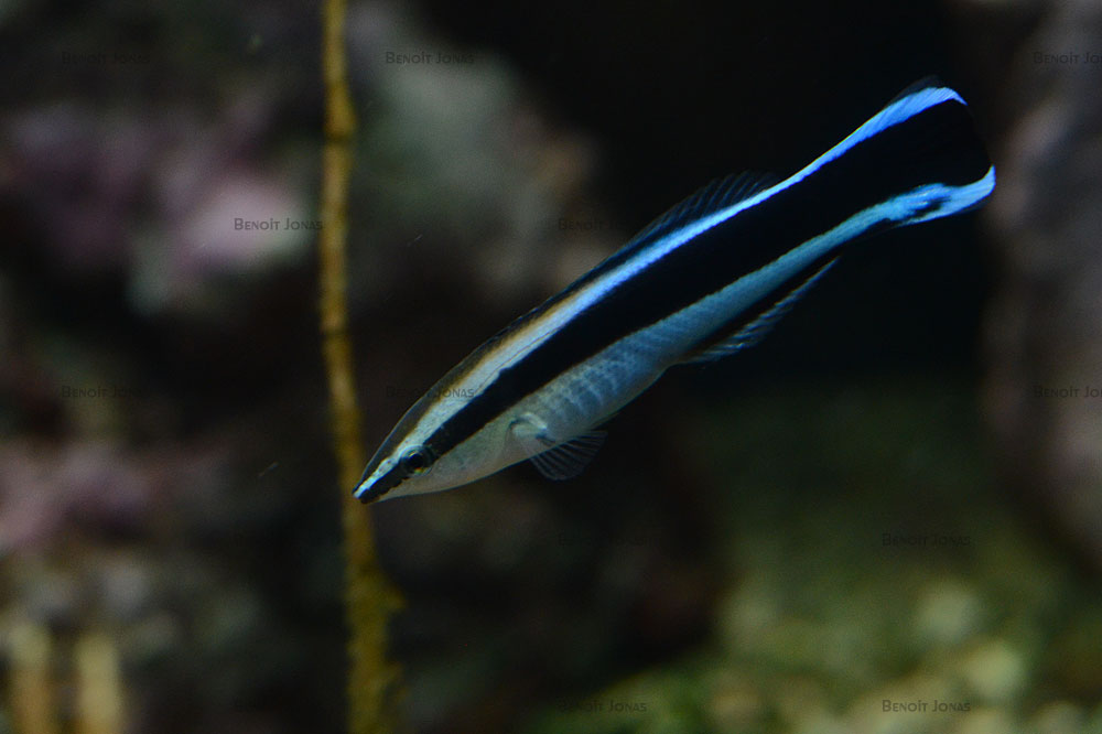Labroides dimidiatus.