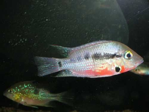 T.meecki sauvage 1 cf.jpg