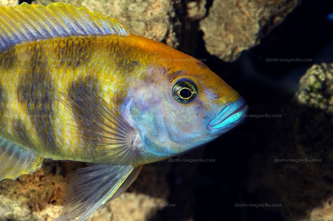 Nimbochromis venustus.