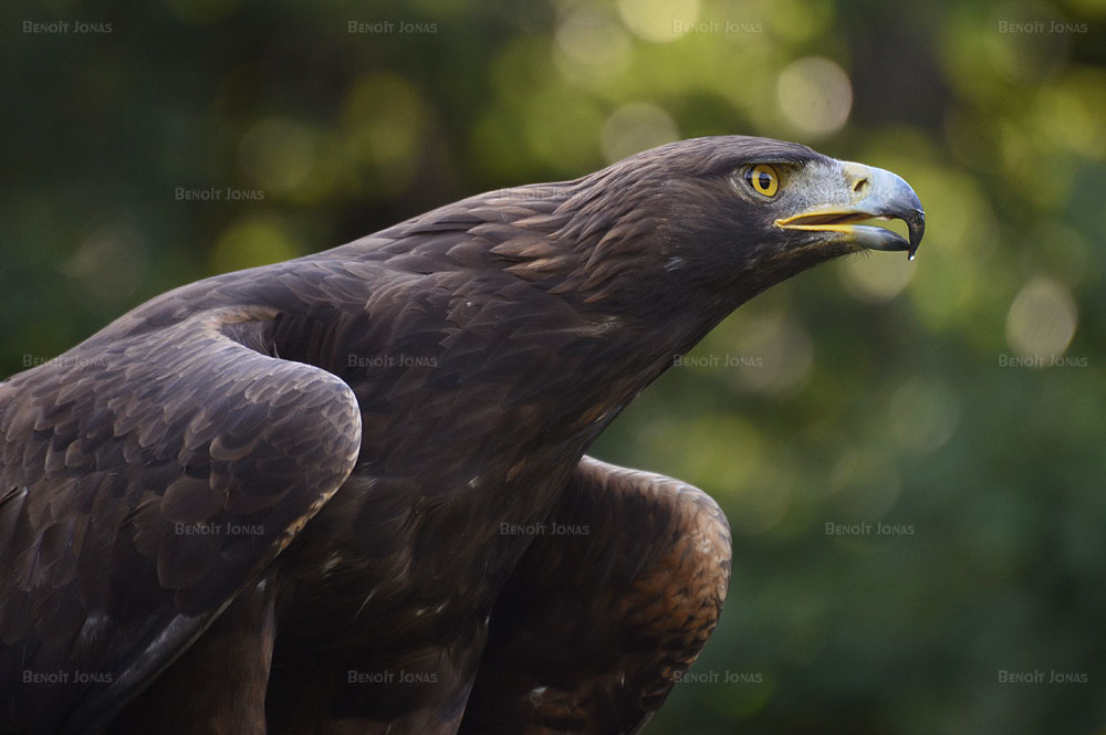 Aigle royal.