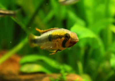 abacaxis femelle2.jpg
