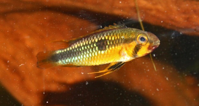 abacaxis femelle.jpg