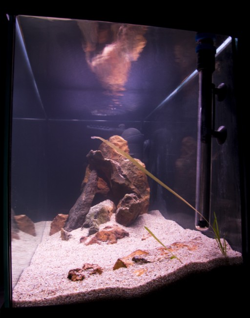 125l - Tanganyika - Caudopunctacus
