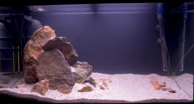 125l - Tanganyika - Caudopunctacus