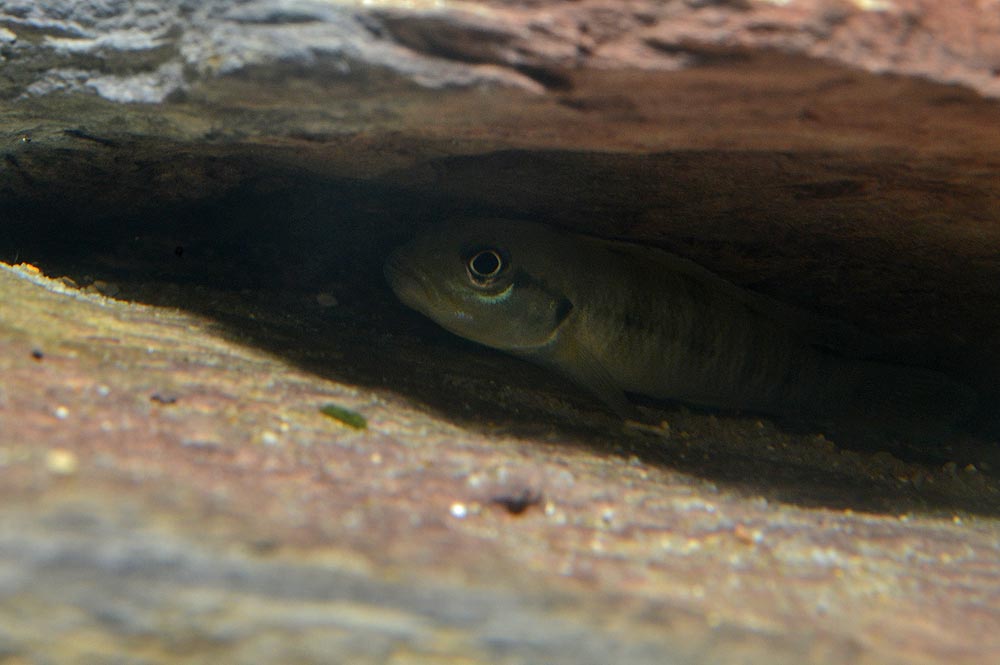 Lamprologus tigripictilis