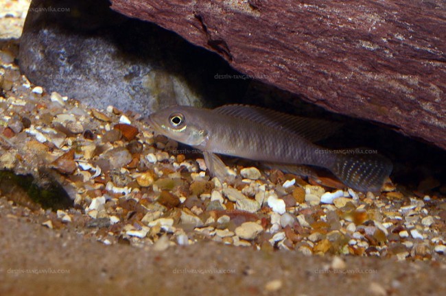 Lamprologus tigripictilis.