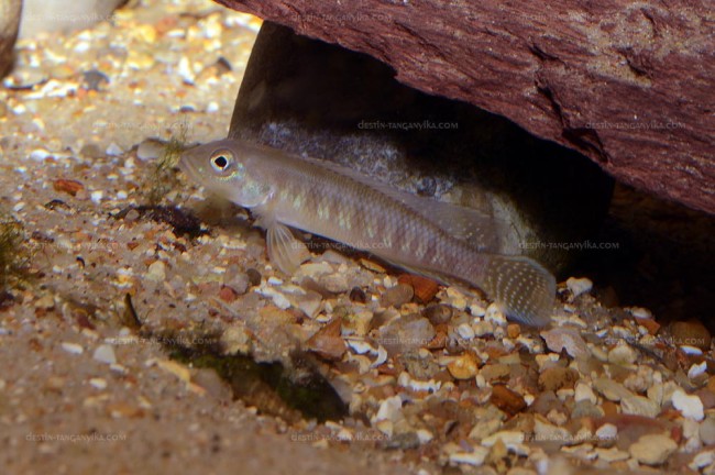 Lamprologus tigripictilis.