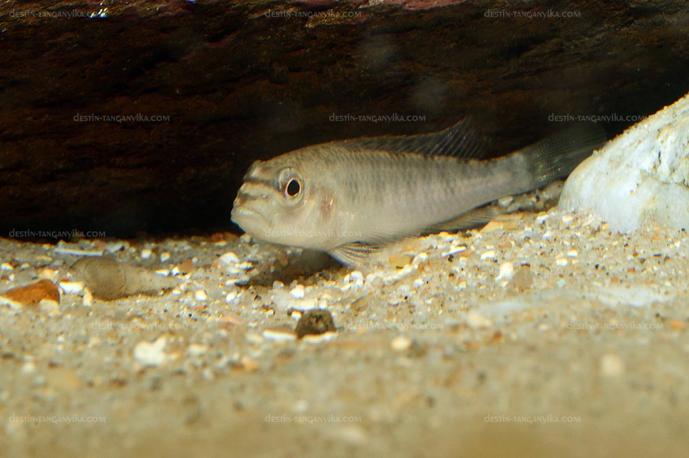 Orthochromis malagaraziensis.