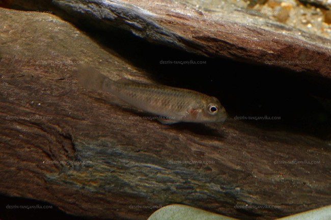 Un faux air de Simochromis...