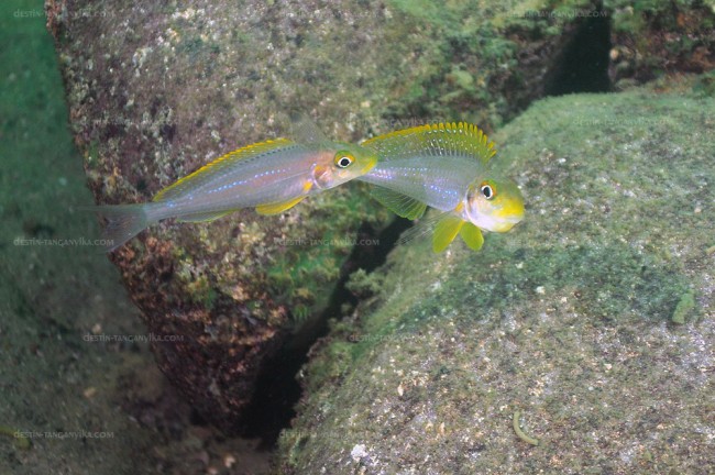 Xenotilapia sp. sunflower (Kasanga).
