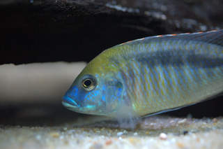 mylochromis plagiotaenia