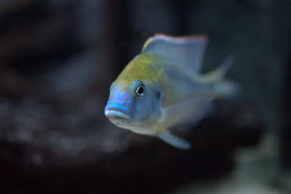 mylochromis plagiotaenia