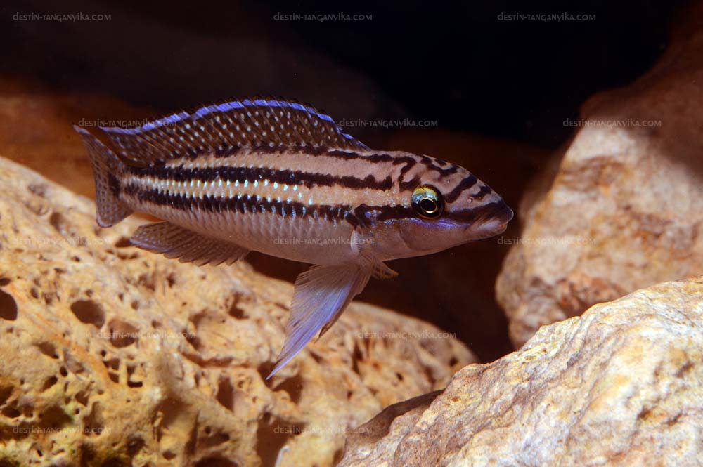 Julidochromis dickfeldi.