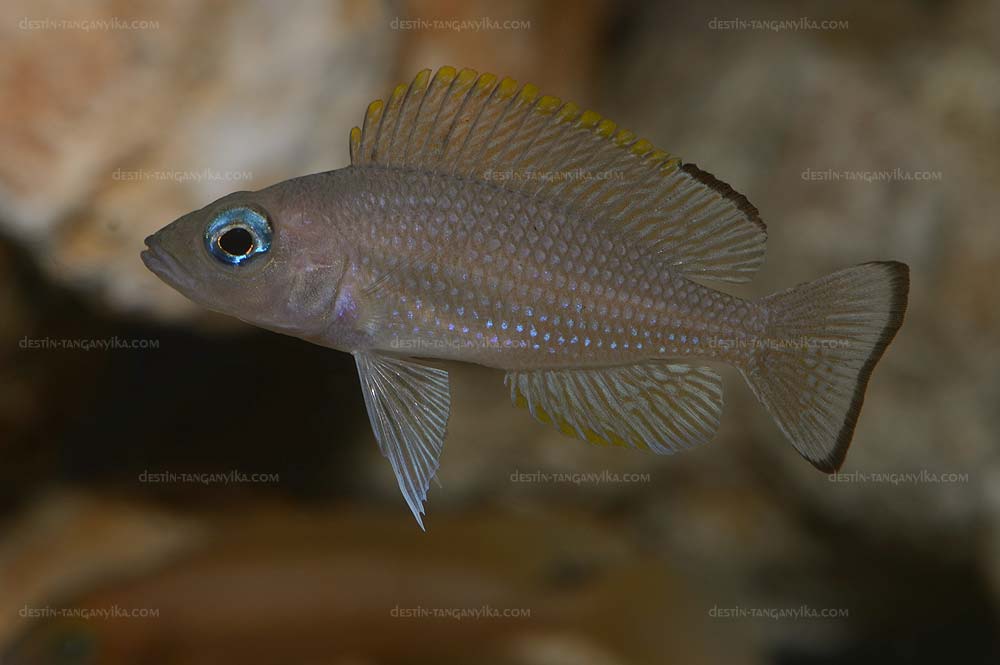 Neolamprologus leloupi (Tembwe).