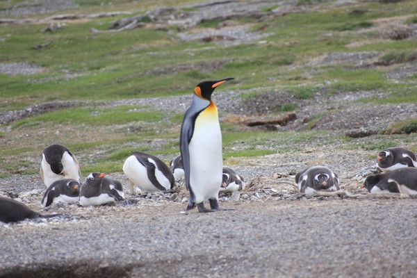 Manchot royal et manchots papous IMG_0851 - Copie.JPG