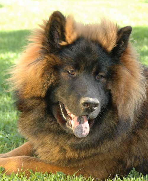 Aurion 8m-.jpg
