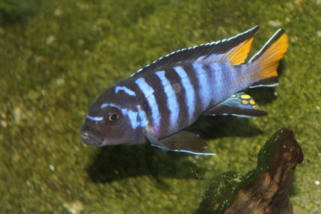 male pseudo e. mpanga