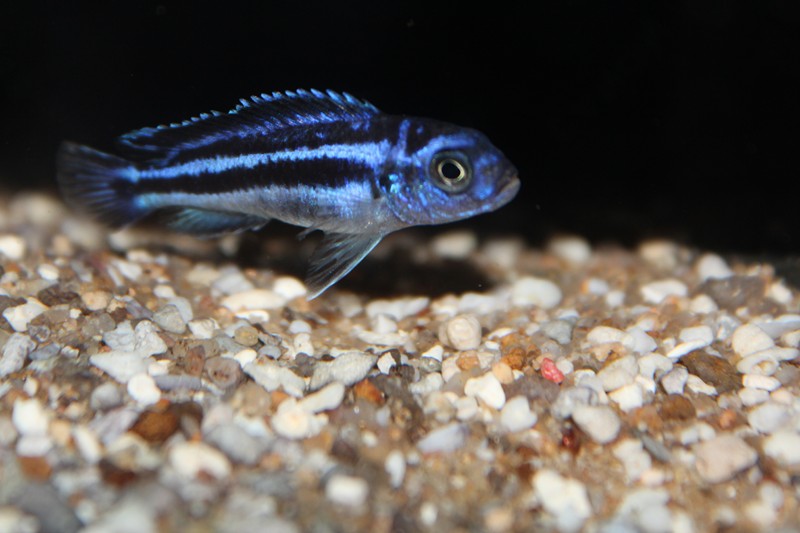 Femelle melanochromis maingano