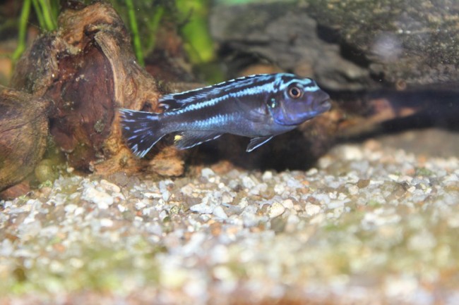 Male maingano