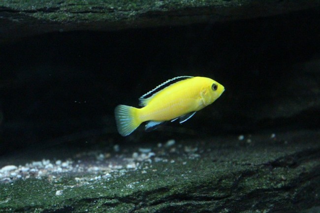 Male labido