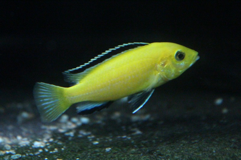 male