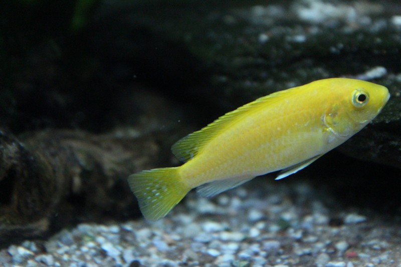 Femelle labido