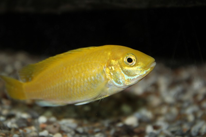 femelle
