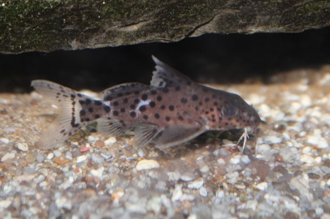Synodontis