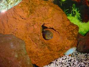 aquarium3.jpg