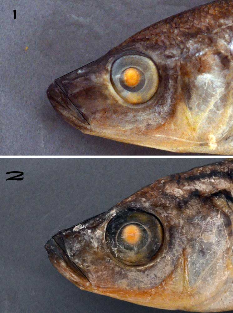 B. horii<br />B. tricoti